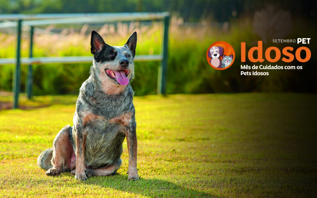 Vetnil® lança Campanha Setembro Pet Idoso para reforçar os cuidados com os pets de idade avançada